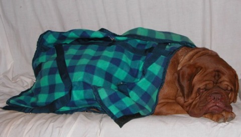 Ben having a nap