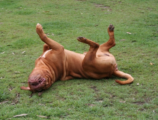 Nothing like a roll in the grass.