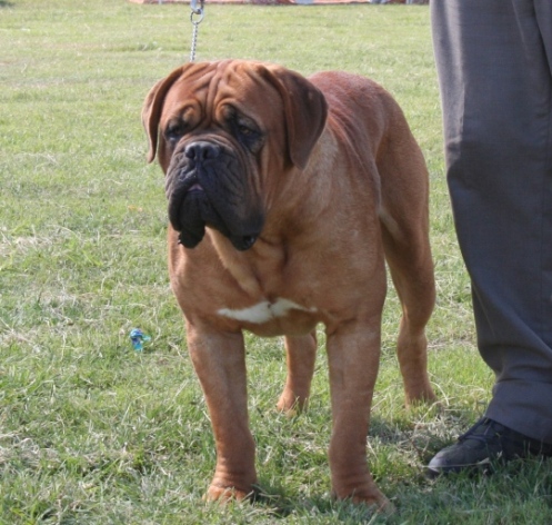 Darius