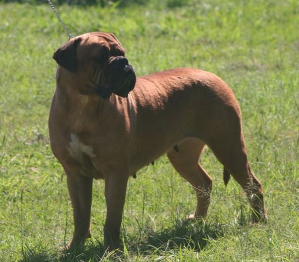 Ember