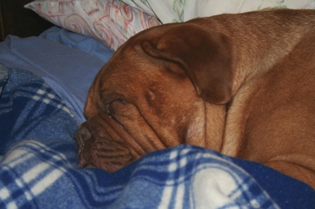 Reggie sleeping like a baby.