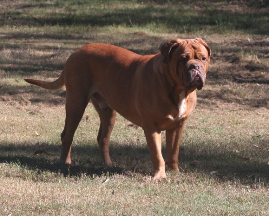 Reggie at home in the yard.