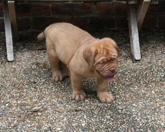 Baby Tobias.